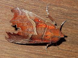 Attēlu rezultāti vaicājumam “Scoliopteryx libatrix”