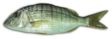 Image result for Lithognathus lithognathus