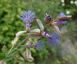 Attēlu rezultāti vaicājumam “Polygala vulgaris”