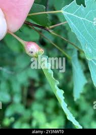 Attēlu rezultāti vaicājumam “Contarinia petioli”