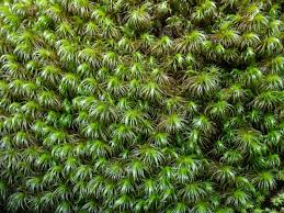 Attēlu rezultāti vaicājumam “Dicranum scoparium sporophyte”