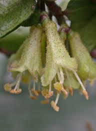 Attēlu rezultāti vaicājumam “Lonicera xylosteum bud”