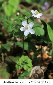 Attēlu rezultāti vaicājumam “Isopyrum thalictroides”