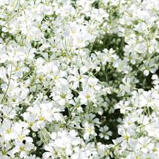 Attēlu rezultāti vaicājumam “Gypsophila fastigiata”