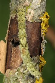 Attēlu rezultāti vaicājumam “Laspeyria flexula”