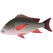 Image result for Lutjanus analis