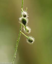 Attēlu rezultāti vaicājumam “Circaea lutetiana”