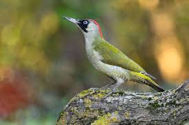 Attēlu rezultāti vaicājumam “Picus viridis”