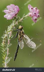 Attēlu rezultāti vaicājumam “Leucorrhinia dubia male”