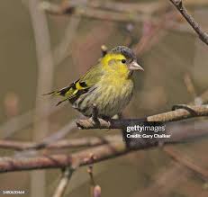 Attēlu rezultāti vaicājumam “Carduelis spinus male”