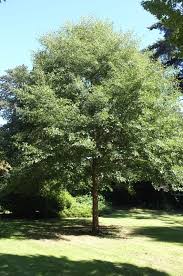 Attēlu rezultāti vaicājumam “Alnus glutinosa”