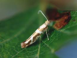 Attēlu rezultāti vaicājumam “Argyresthia goedartella”
