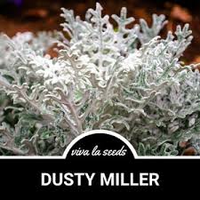 Image result for Cineraria maritima