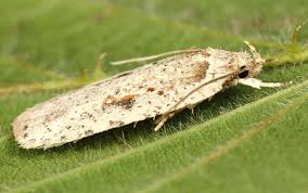 Attēlu rezultāti vaicājumam “Agonopterix ocellana”