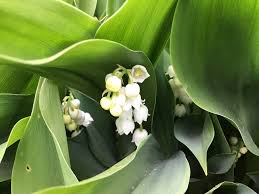 Attēlu rezultāti vaicājumam “Convallaria majalis bud”