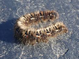 Attēlu rezultāti vaicājumam “Lasiocampa quercus larva”