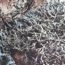 Attēlu rezultāti vaicājumam “Anaptychia ciliaris”