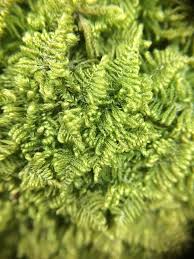 Attēlu rezultāti vaicājumam “Ctenidium molluscum”