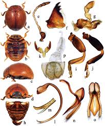 Attēlu rezultāti vaicājumam “Coccinellidae”