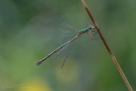 Attēlu rezultāti vaicājumam “Lestes virens female”