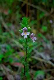 Attēlu rezultāti vaicājumam “Euphrasia”