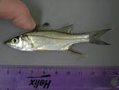 Image result for Centropomus parallelus