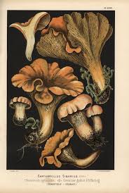 Attēlu rezultāti vaicājumam “Cantharellus cibarius”