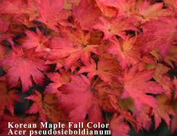 Attēlu rezultāti vaicājumam “Acer pseudosieboldianum”