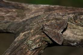 Attēlu rezultāti vaicājumam “Lacanobia suasa”