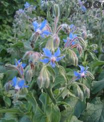 Image result for Borago officinalis