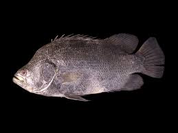 Image result for Lobotes surinamensis