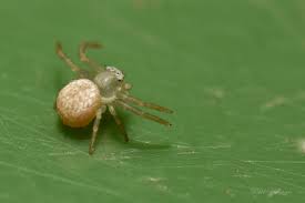 Attēlu rezultāti vaicājumam “Diaea dorsata”