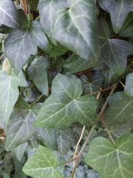 Attēlu rezultāti vaicājumam “Hedera helix  leaf”