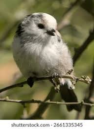 Attēlu rezultāti vaicājumam “Aegithalos caudatus adult”