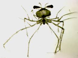 Image result for Palinurus elephas