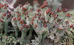 Attēlu rezultāti vaicājumam “Cladonia ramulosa”