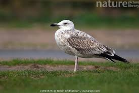 Image result for Larus cachinnans