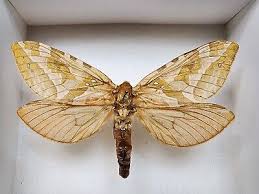 Attēlu rezultāti vaicājumam “Hepialidae”