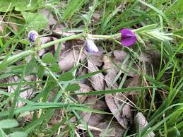Attēlu rezultāti vaicājumam “Vicia cracca bud”