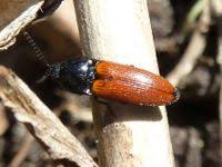 Attēlu rezultāti vaicājumam “Ampedus pomorum”