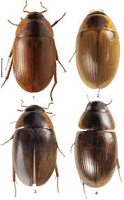 Attēlu rezultāti vaicājumam “Enochrus affinis”