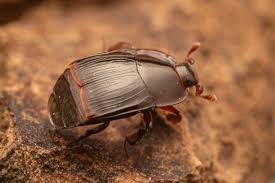 Attēlu rezultāti vaicājumam “Histeridae”