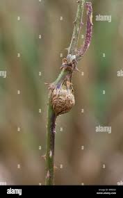 Attēlu rezultāti vaicājumam “Diastrophus rubi”