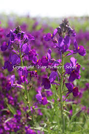 Attēlu rezultāti vaicājumam “Linaria loeselii flower”