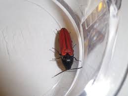 Attēlu rezultāti vaicājumam “Ampedus sp.”