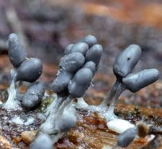 Attēlu rezultāti vaicājumam “Arcyria cinerea macro”