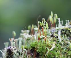 Attēlu rezultāti vaicājumam “Cladonia pyxidata”