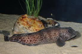 Image result for Anarhichas minor