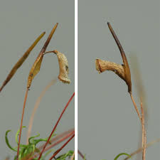 Attēlu rezultāti vaicājumam “Timmia megapolitana”