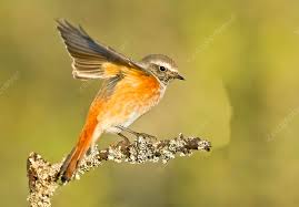 Attēlu rezultāti vaicājumam “Phoenicurus phoenicurus male”